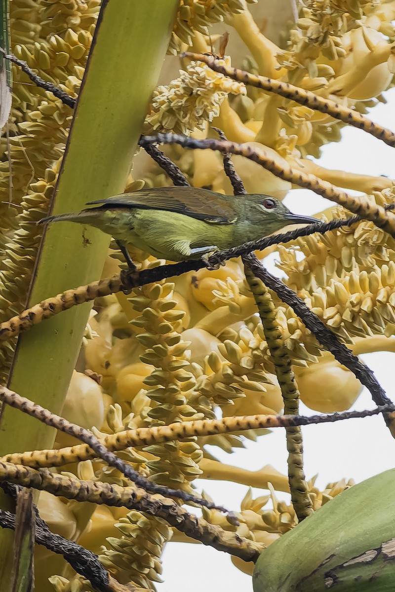 strdimil různobarvý - ML646329263