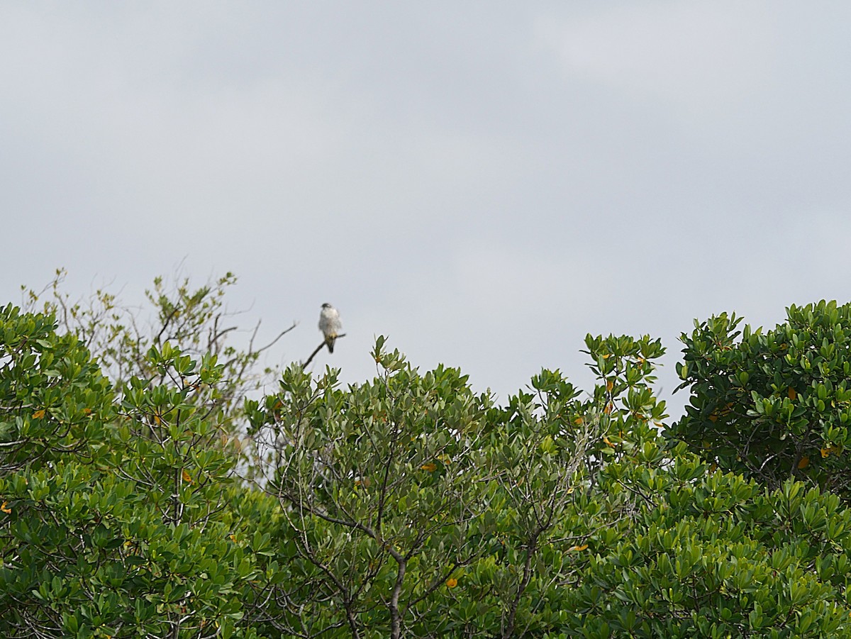 Peregrine Falcon - ML646329264