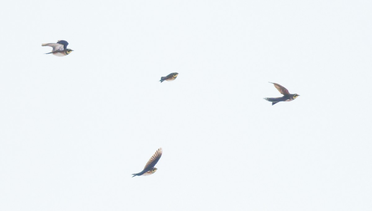 Horned Lark - ML646329265