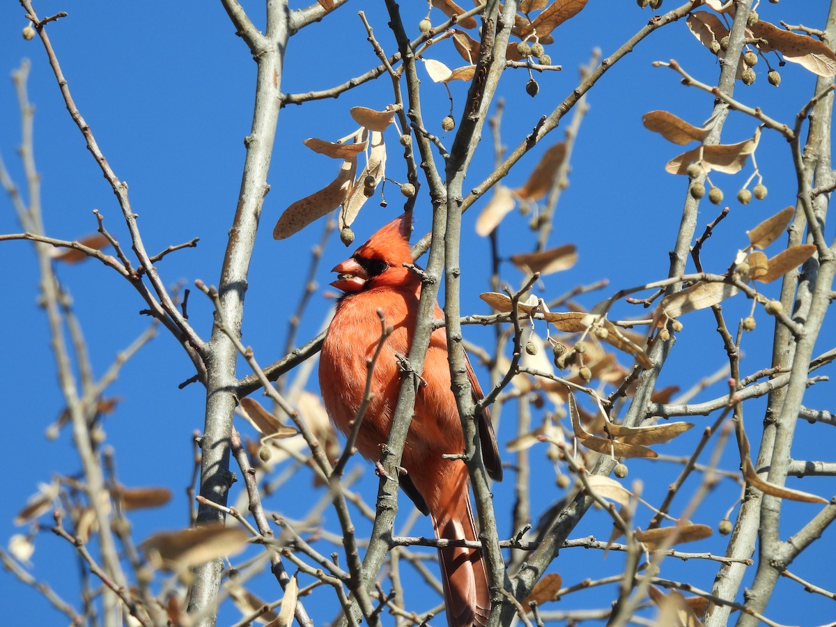 Cardinal rouge - ML646329267