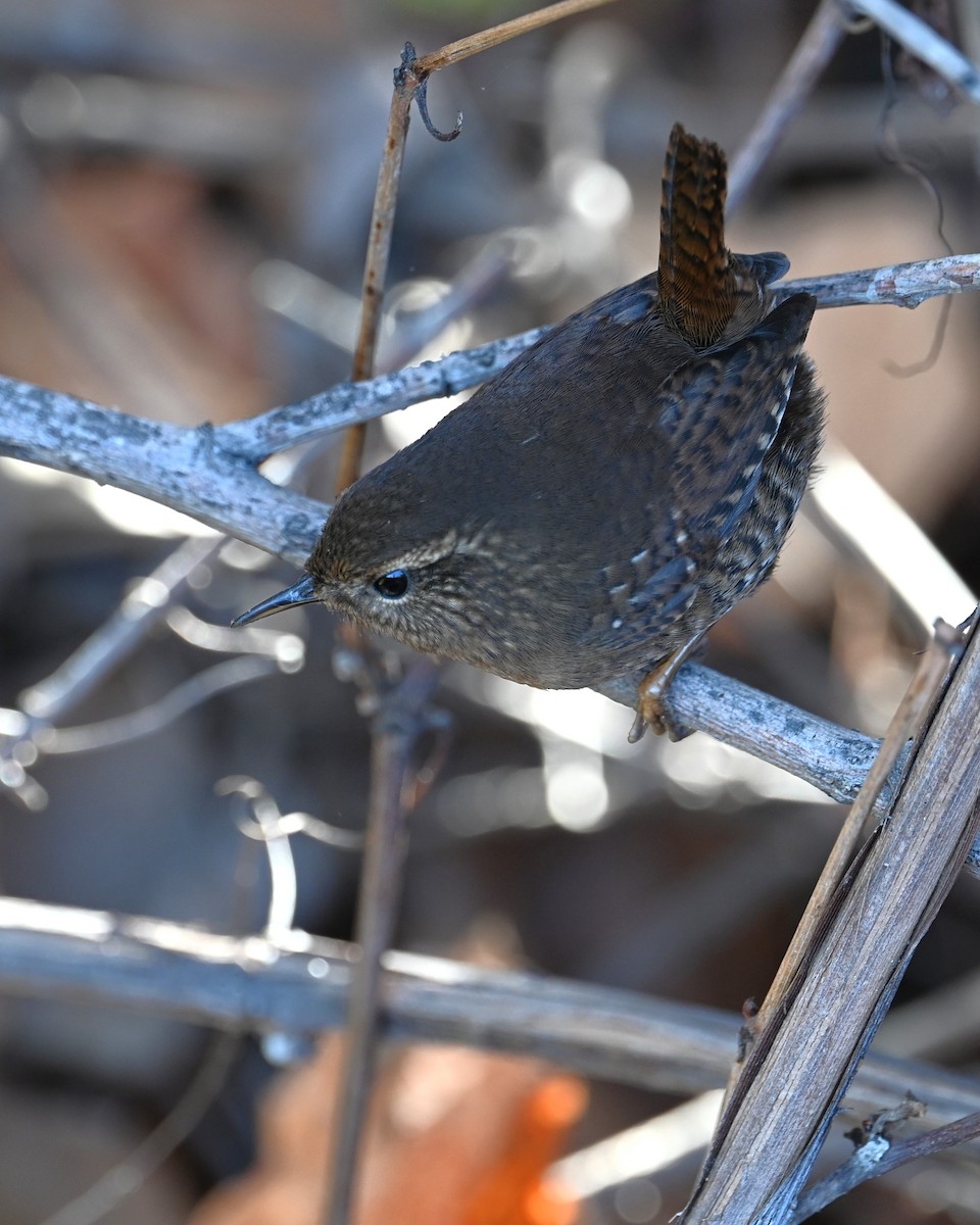Pacific Wren - ML646329272