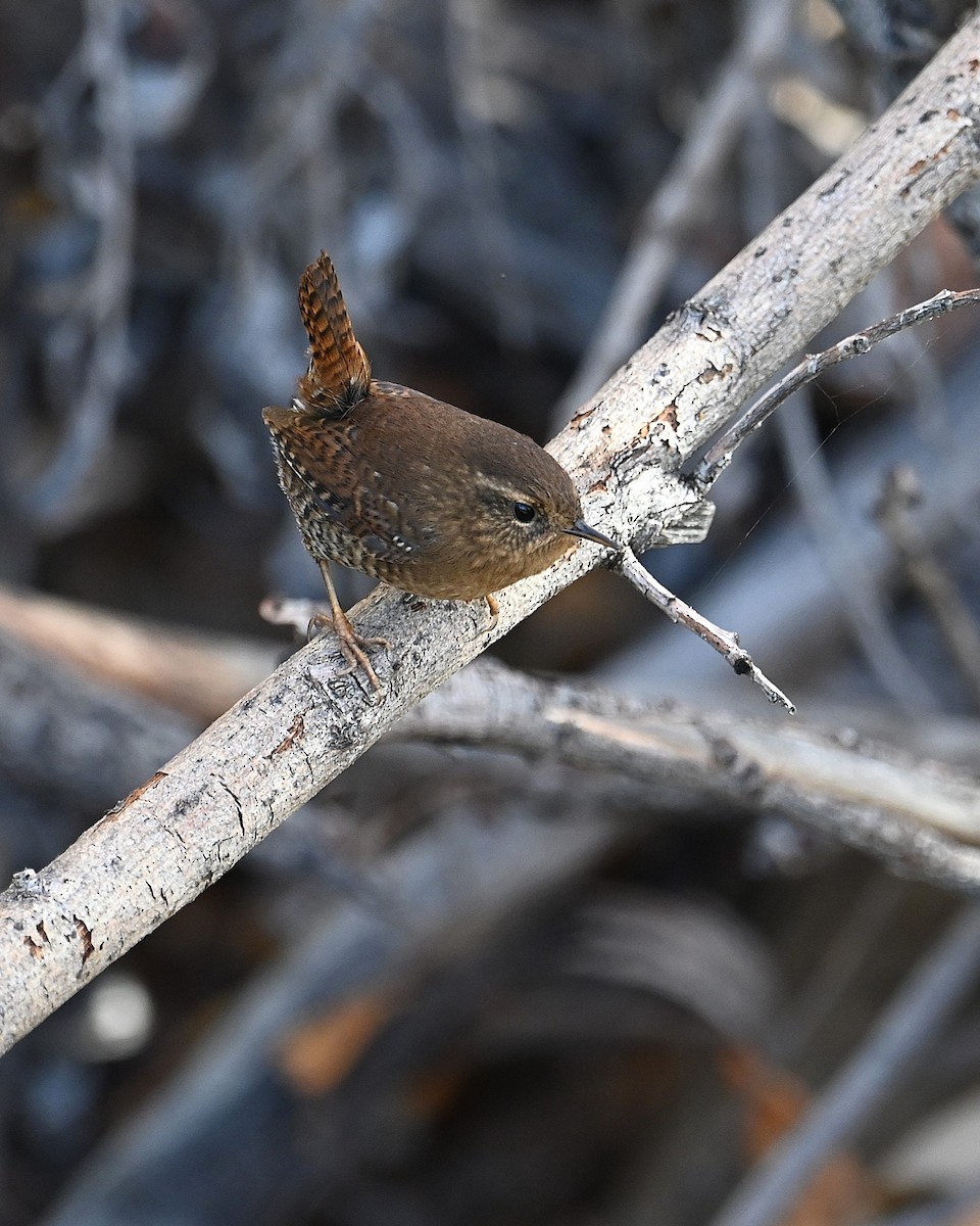 Pacific Wren - ML646329273