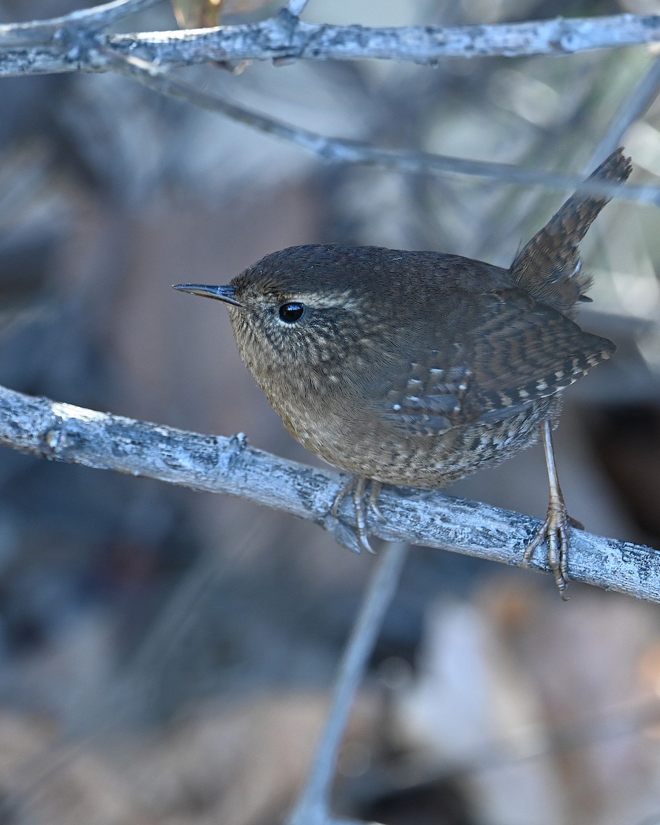 Pacific Wren - ML646329274