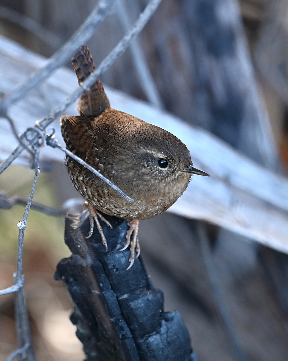 Pacific Wren - ML646329275