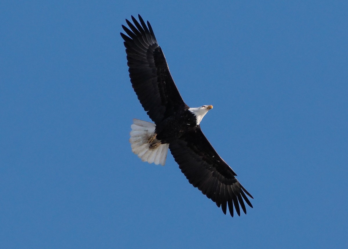 Орлан білоголовий - ML646329276