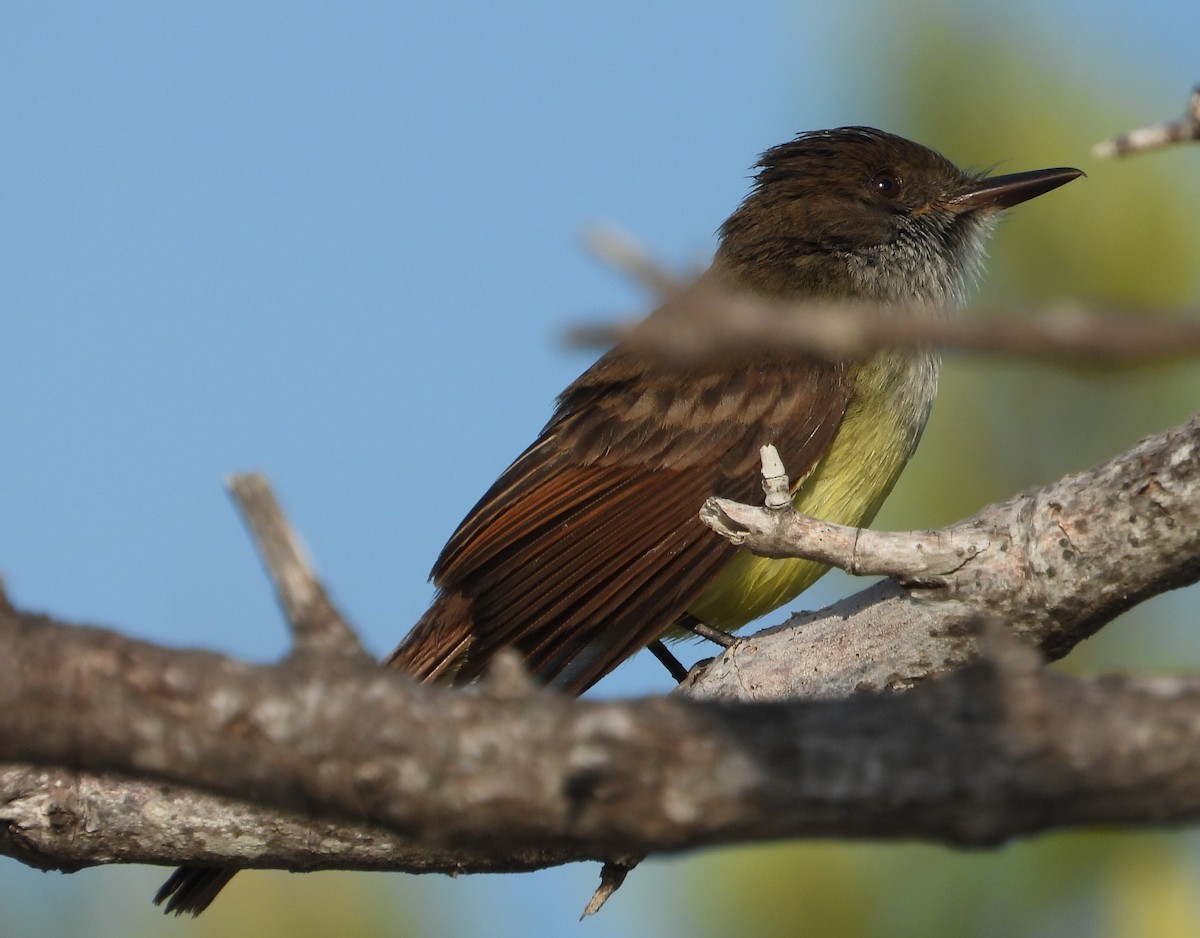 Dusky-capped Flycatcher - ML646329279
