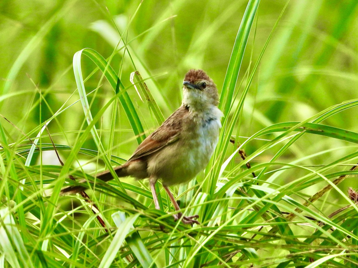 ズアカオオセッカ - ML646329280