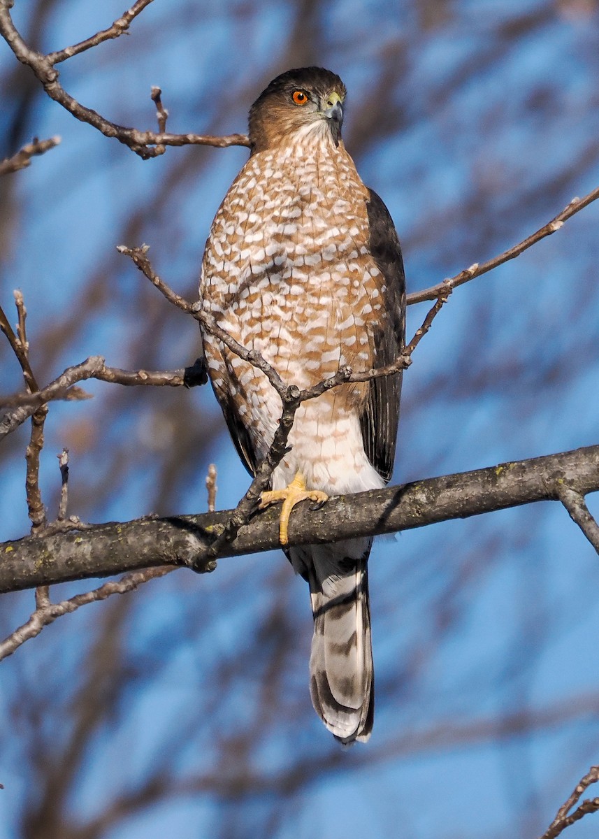 Яструб чорноголовий - ML646329281