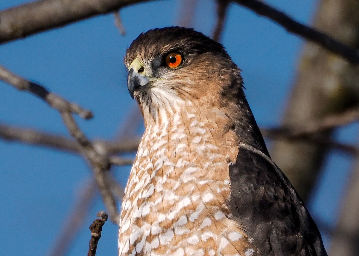 Яструб чорноголовий - ML646329282