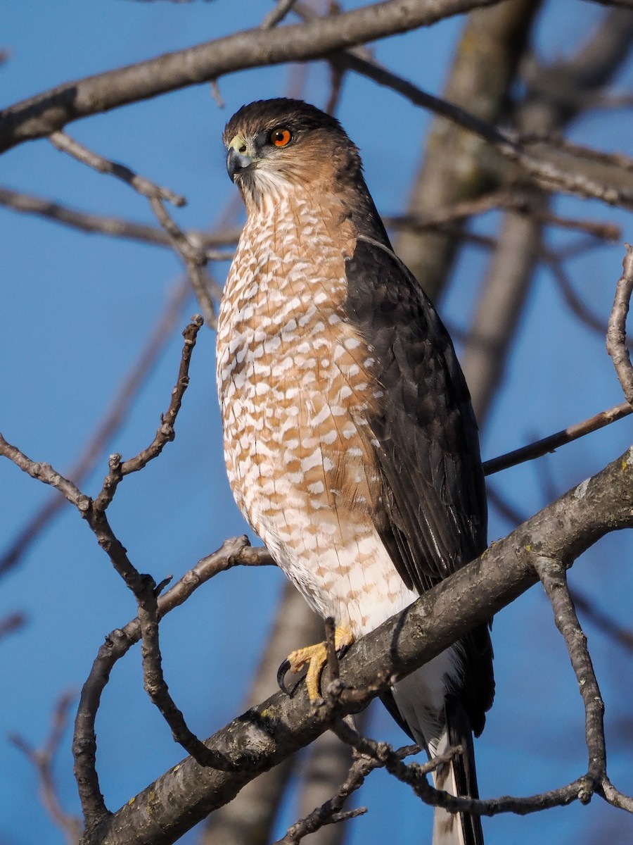 Яструб чорноголовий - ML646329283