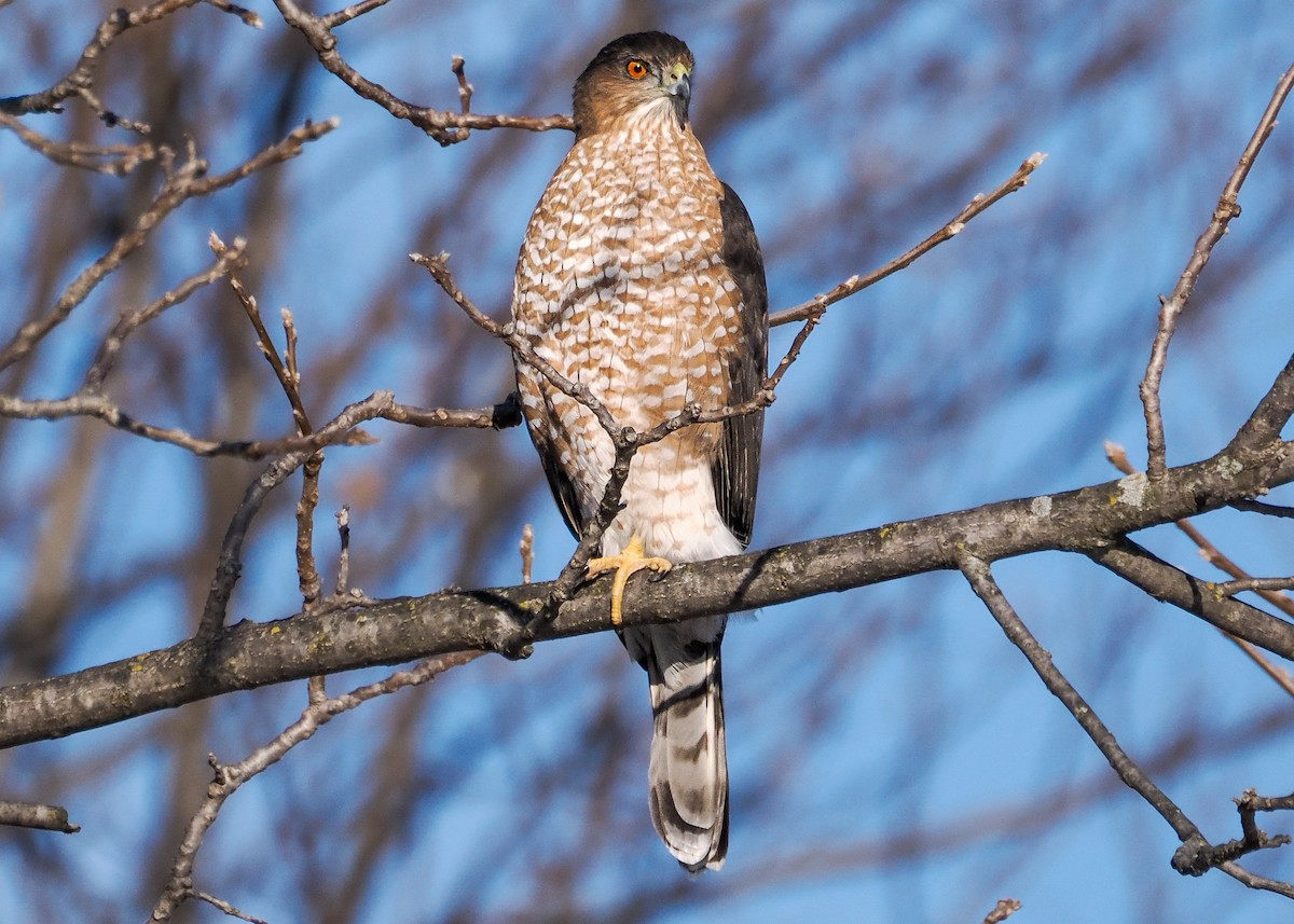 Яструб чорноголовий - ML646329284