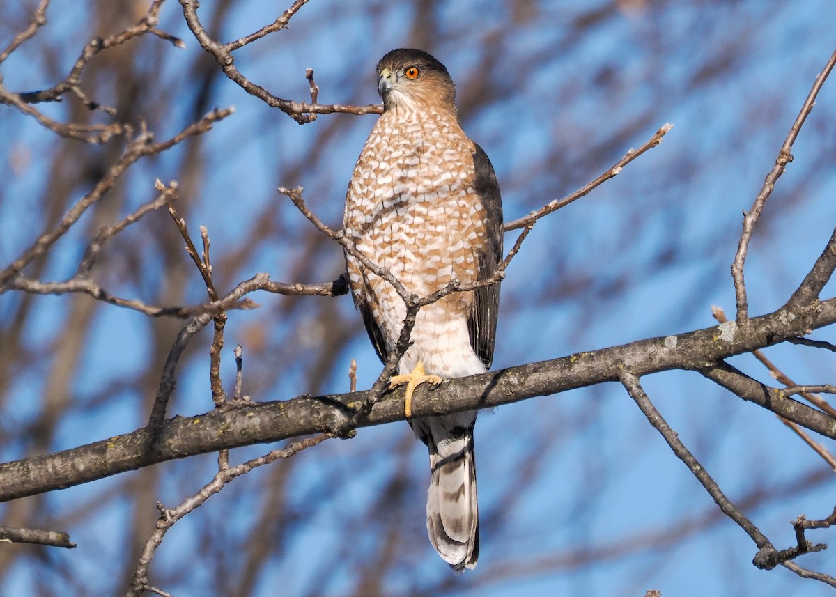 Яструб чорноголовий - ML646329285