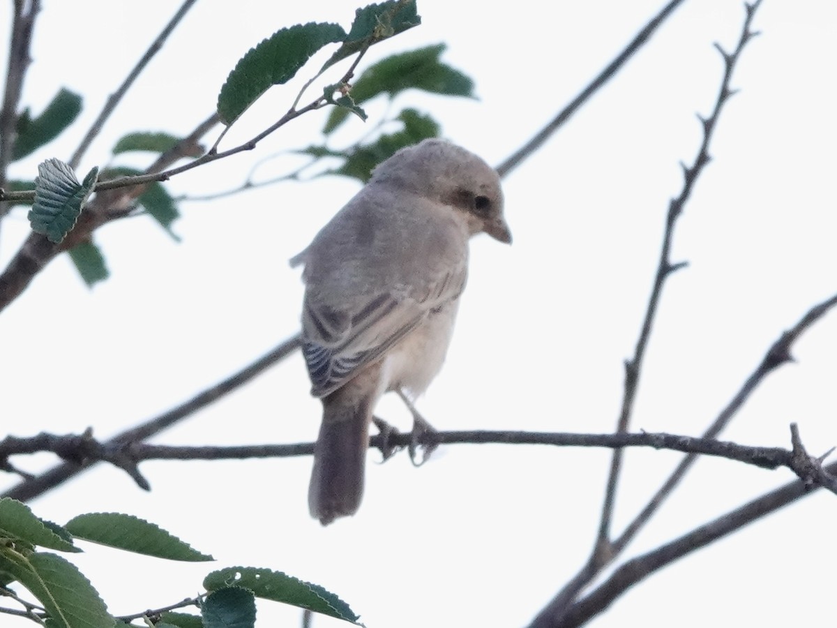 Alcaudón Isabel - ML646329288