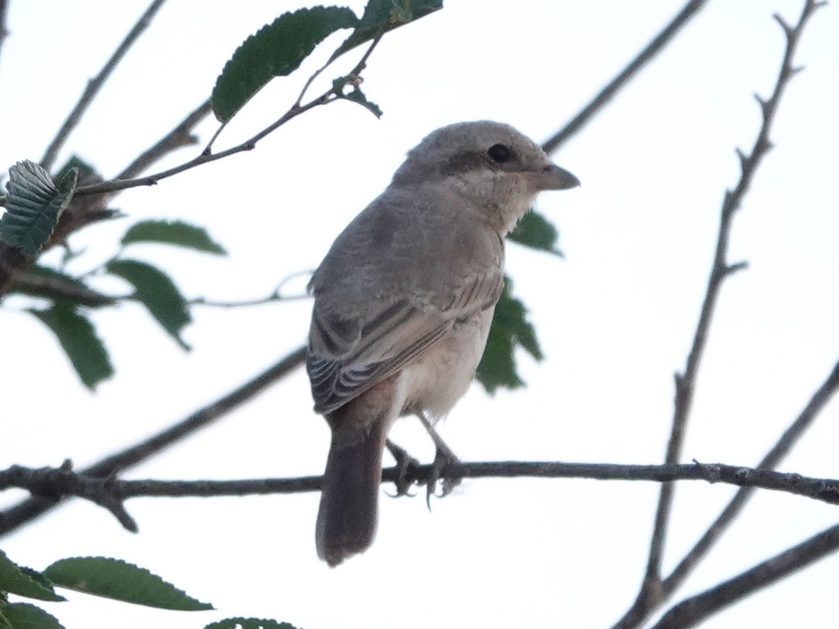 Alcaudón Isabel - ML646329289