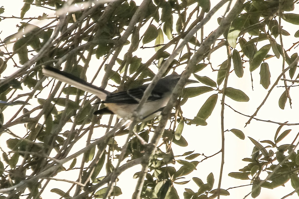 Northern Mockingbird - ML646329291