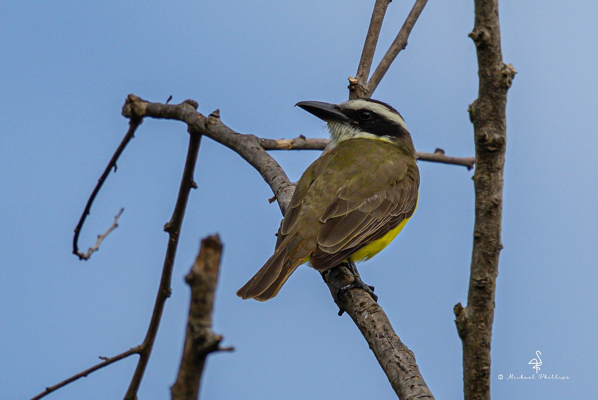 Пітанга-великодзьоб - ML646329295