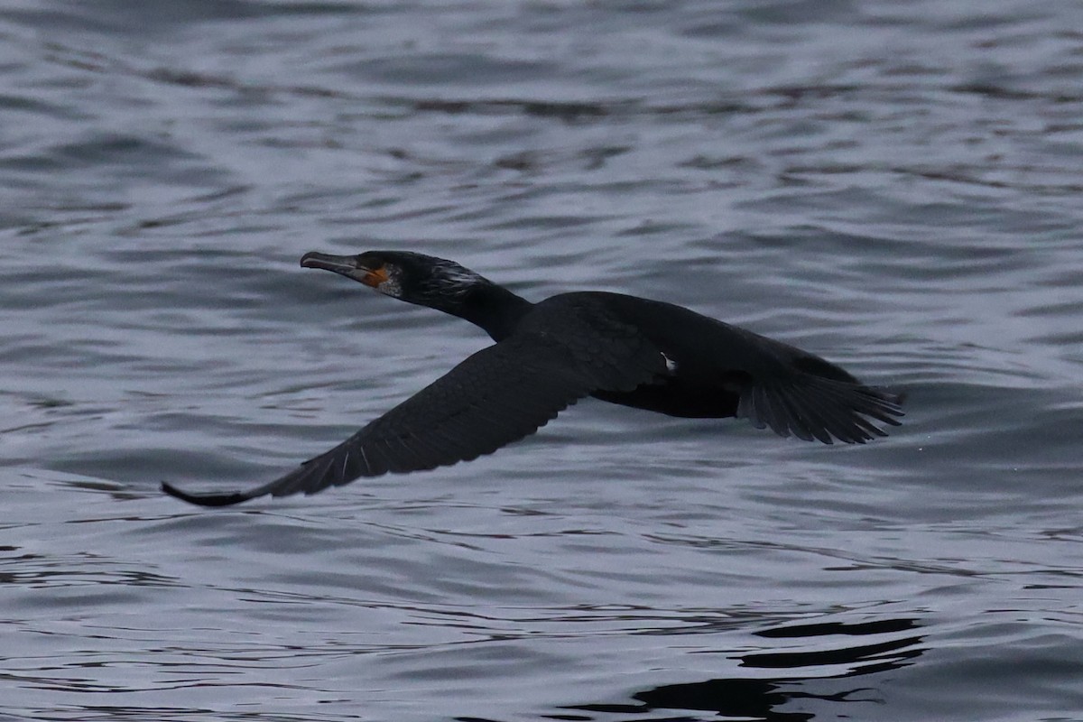 Japanese Cormorant - ML646329296