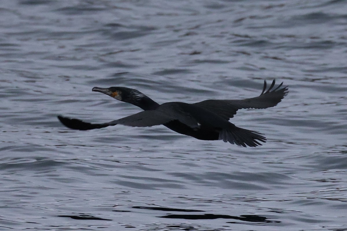 Japanese Cormorant - ML646329297