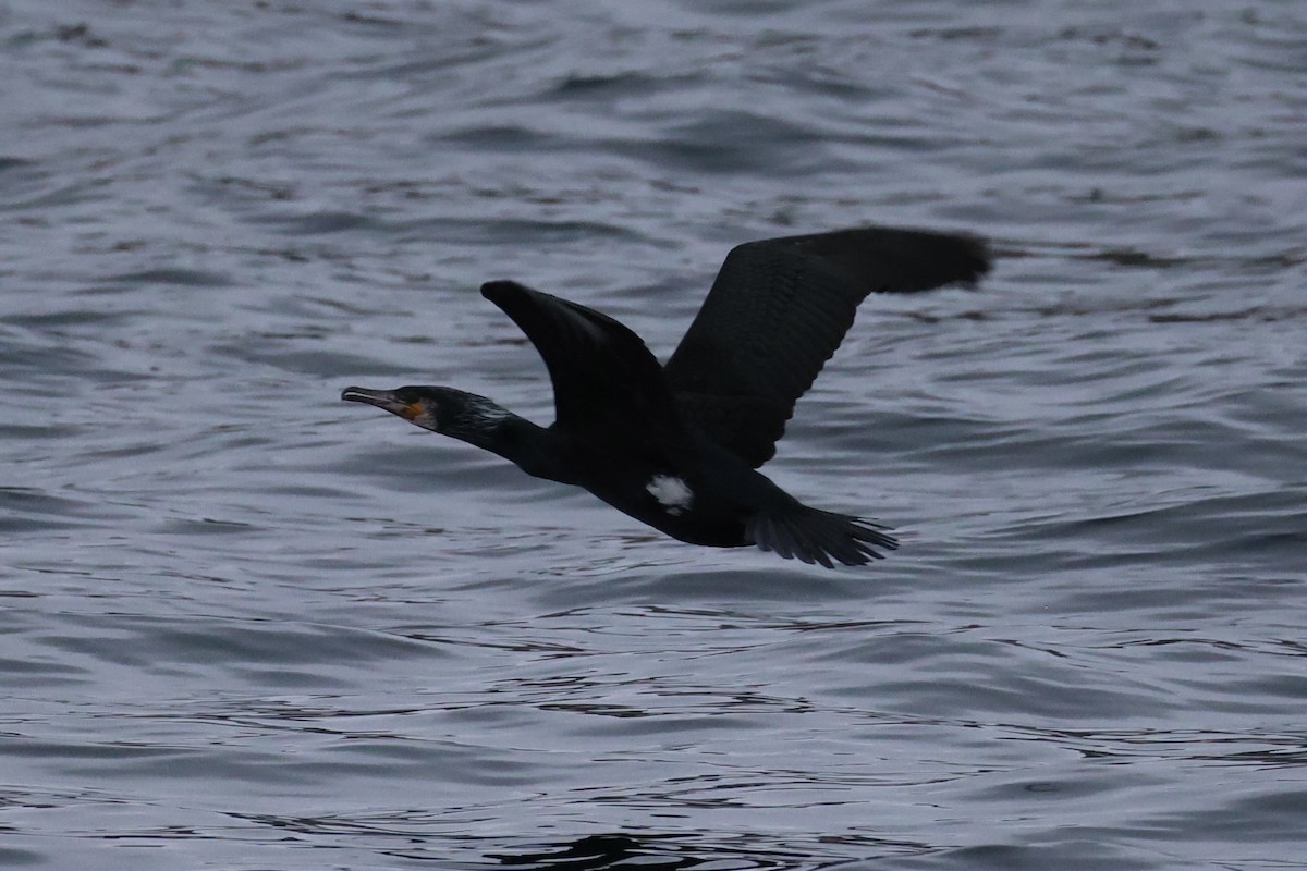 Japanese Cormorant - ML646329298