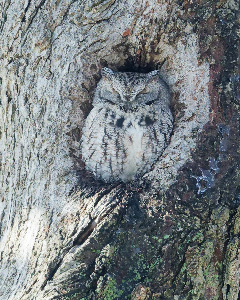 Eastern Screech-Owl - ML646329300