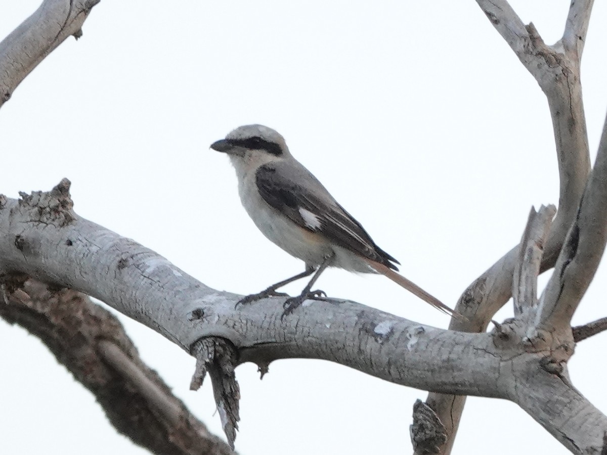 Red-tailed Shrike - ML646329301