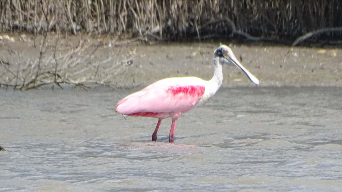 Roseate Spoonbill - ML646329303