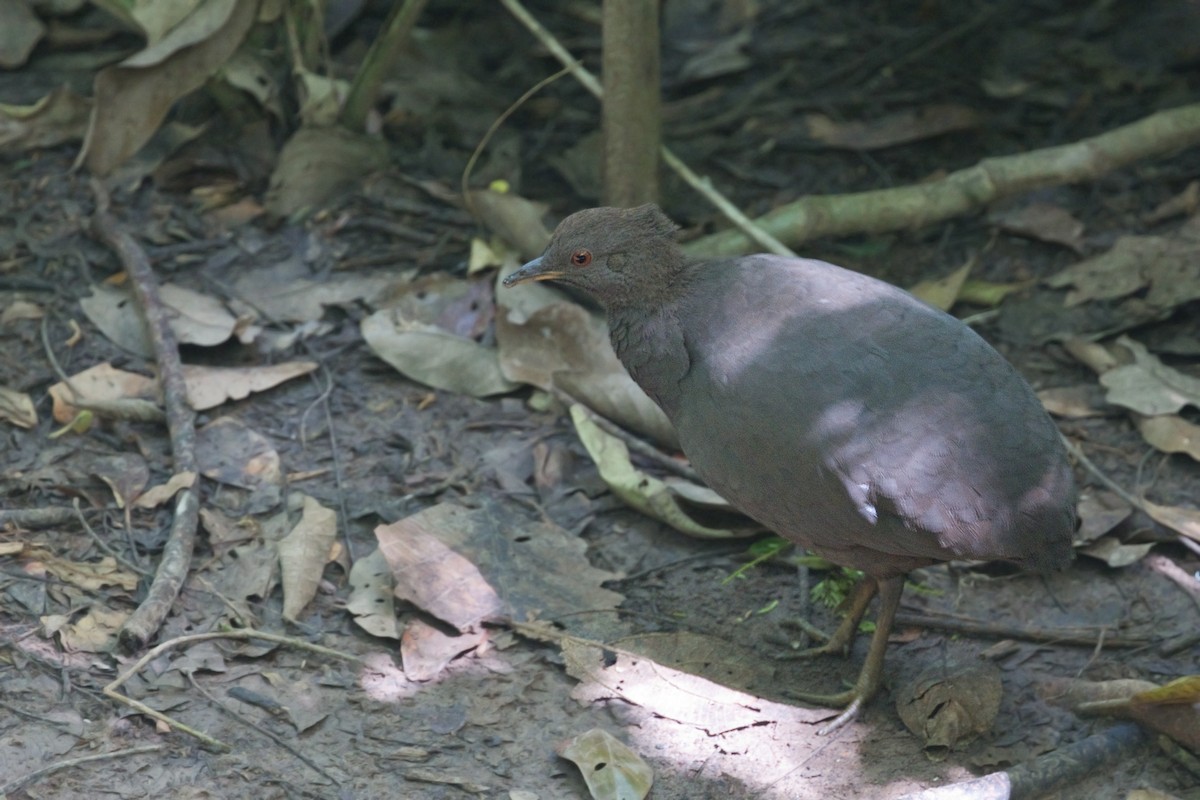 Cinereous Tinamou - ML646329307