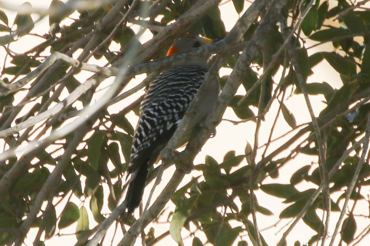 Golden-fronted Woodpecker - ML646329308