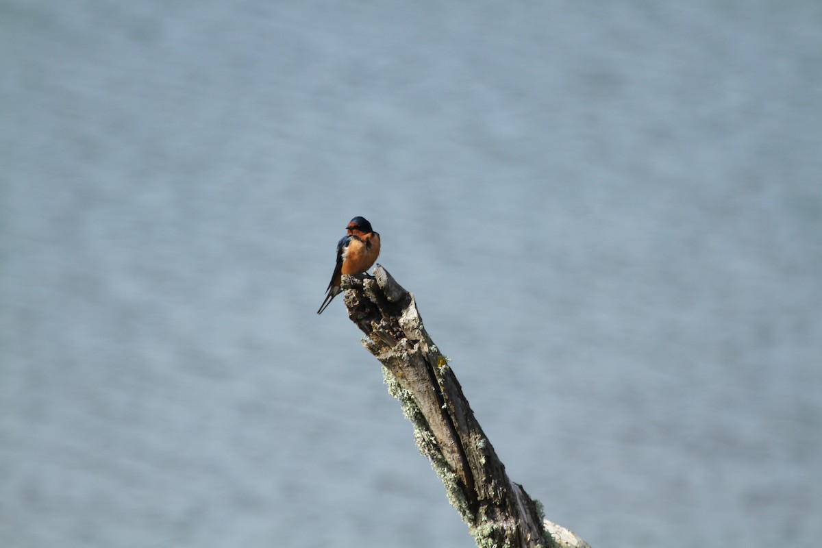 Barn Swallow - ML646329309