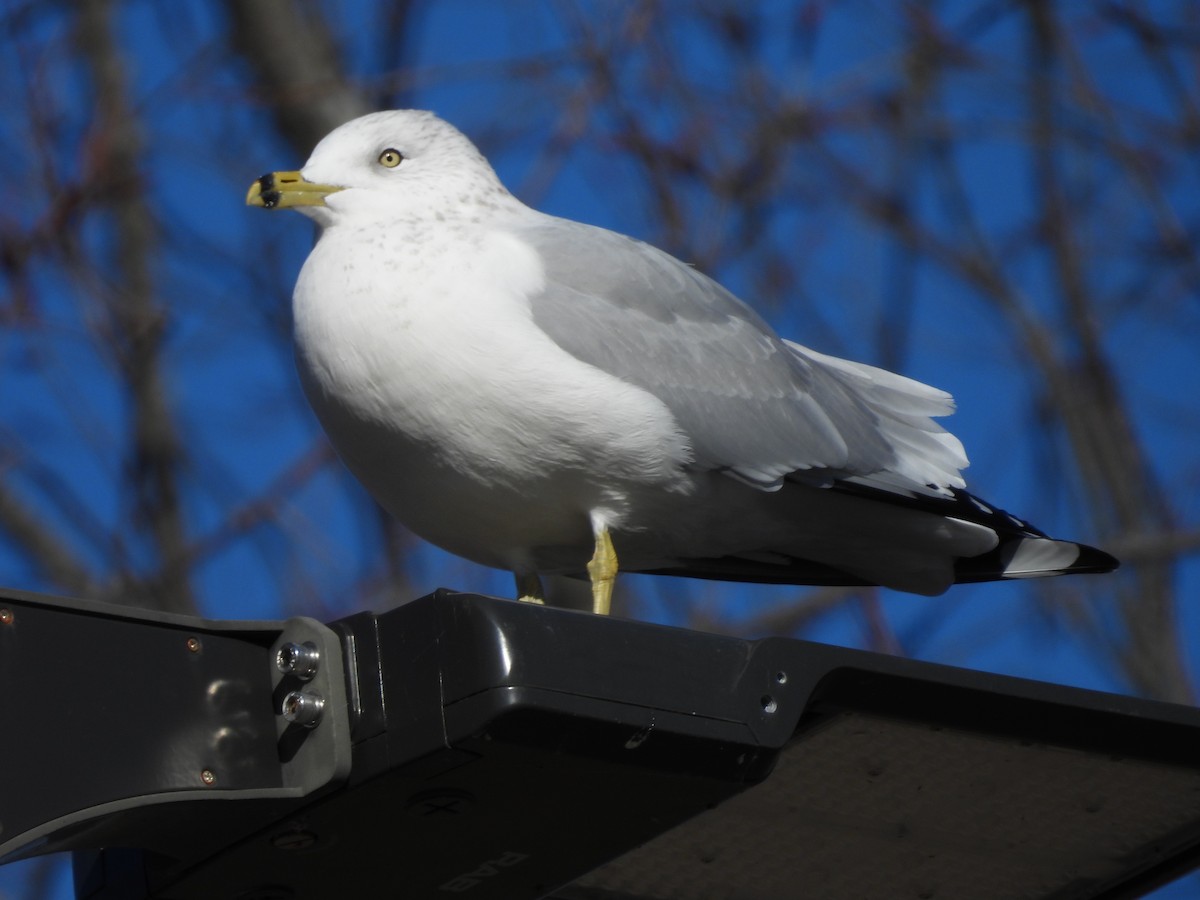 Goéland à bec cerclé - ML646329310