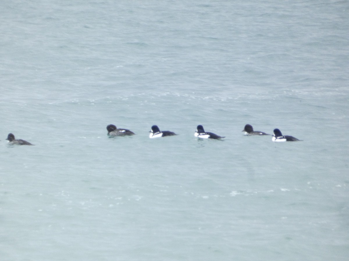 キタホオジロガモ - ML646329315