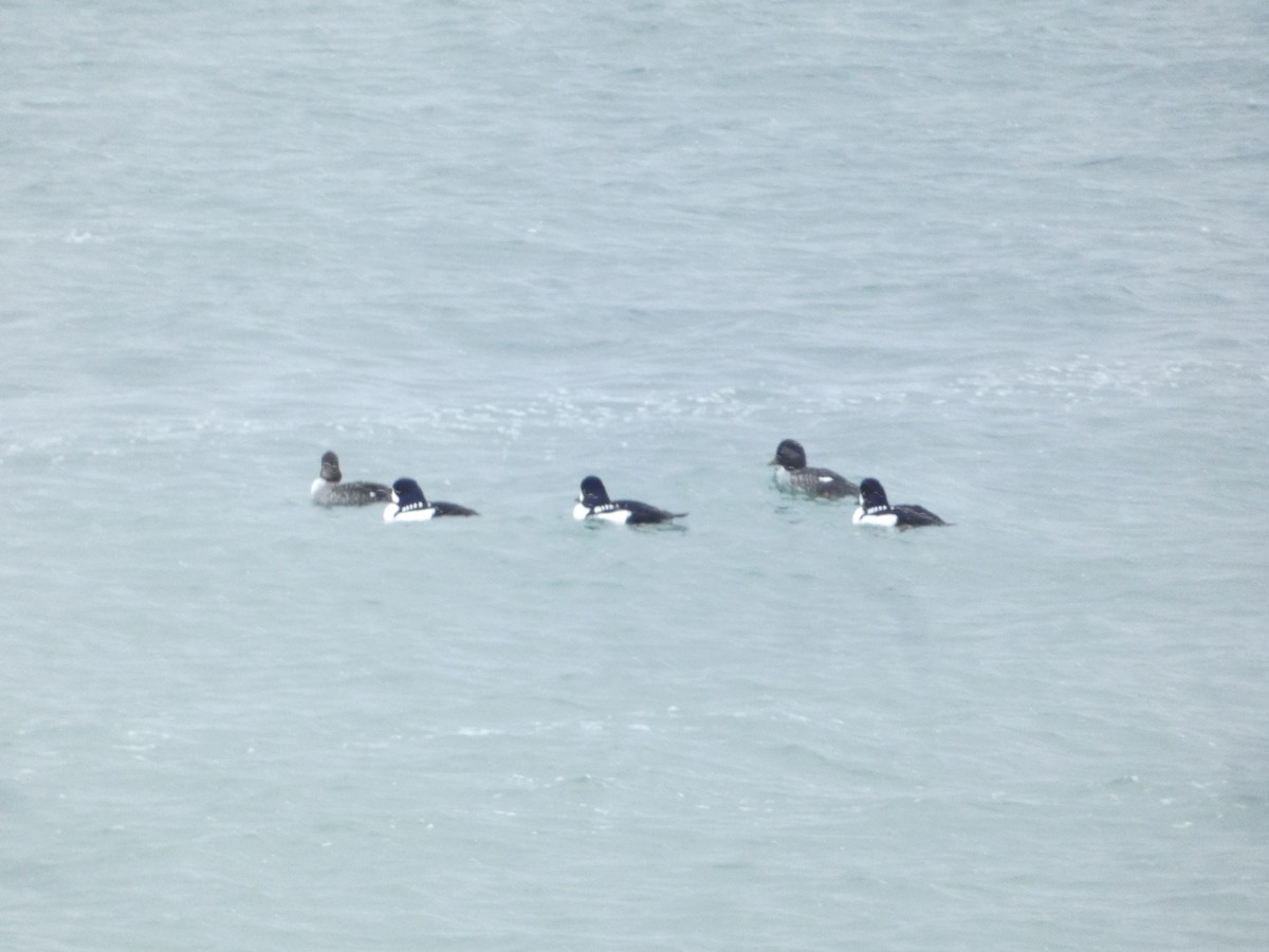 キタホオジロガモ - ML646329316