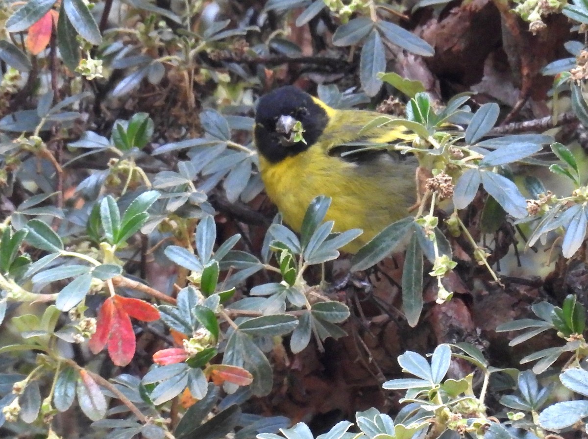 Thick-billed Siskin - ML646329318