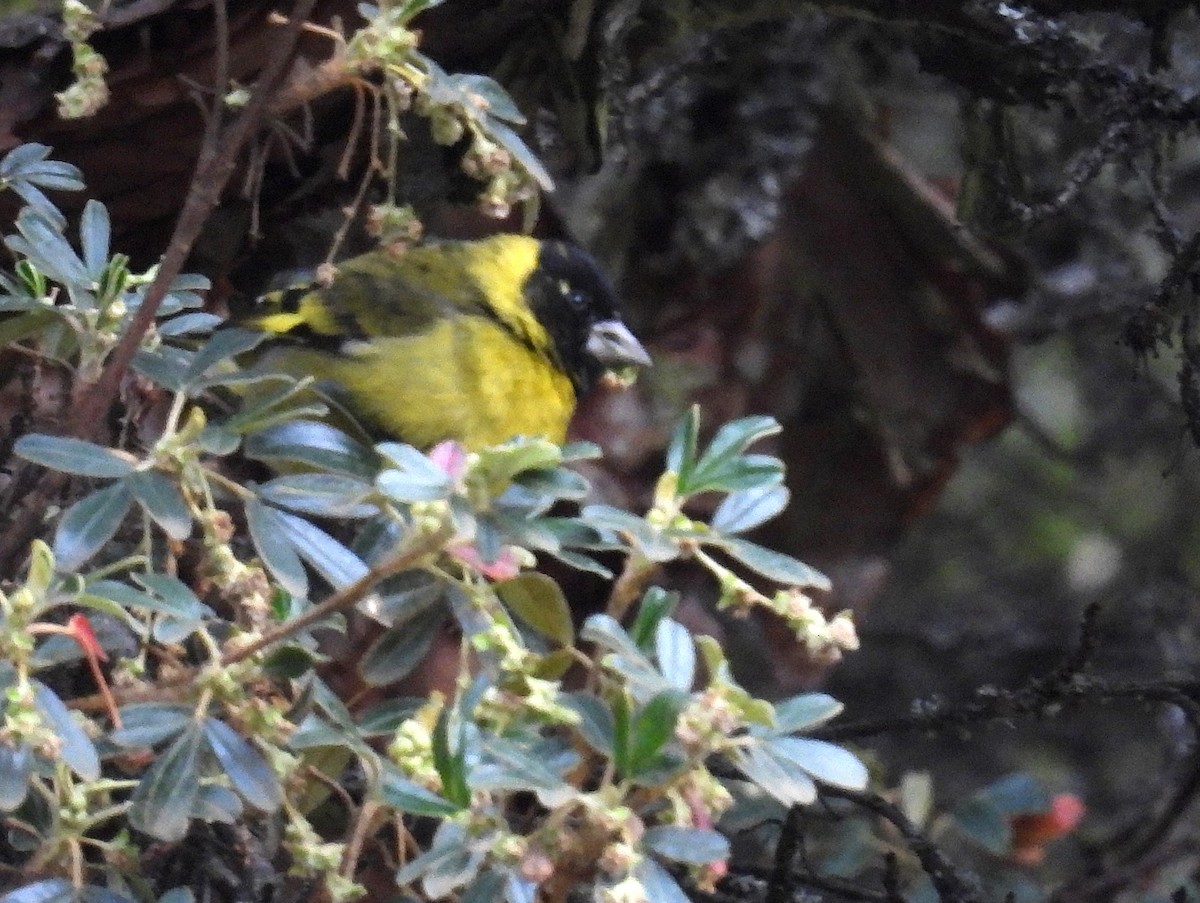 Thick-billed Siskin - ML646329320