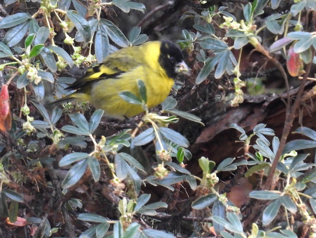 Thick-billed Siskin - ML646329323