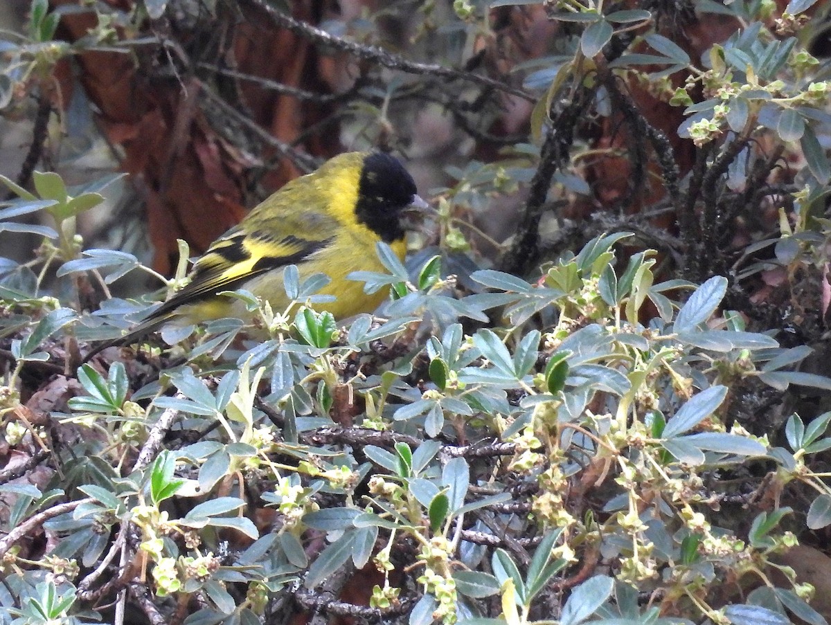Thick-billed Siskin - ML646329324