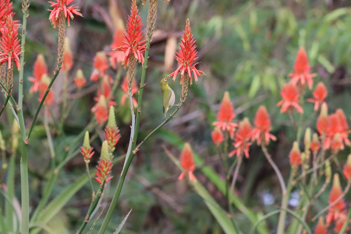 Окулярник японський - ML646329326