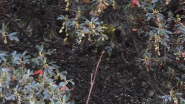 Thick-billed Siskin - ML646329327