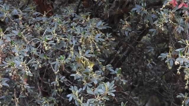 Thick-billed Siskin - ML646329329
