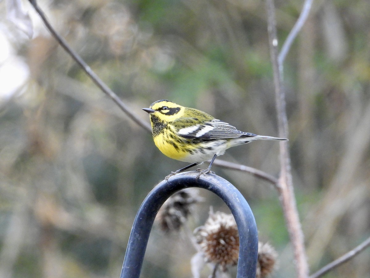 Townsend's Warbler - ML646329334