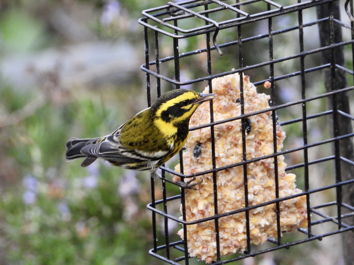 Townsend's Warbler - ML646329335