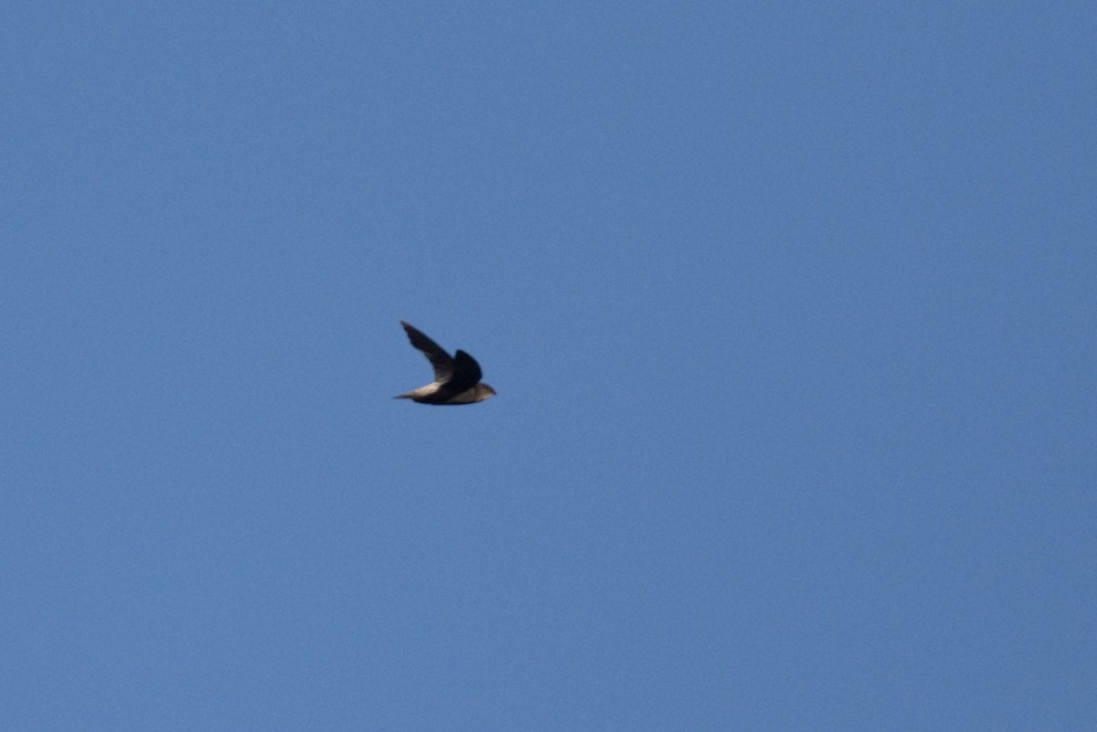 Pale-rumped Swift - ML646329349