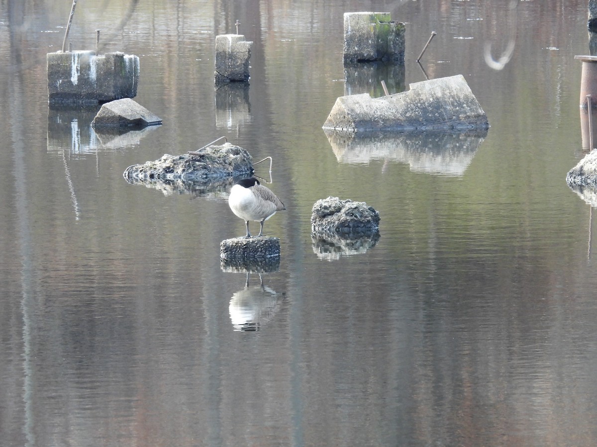 ברנטה קנדית - ML646329350
