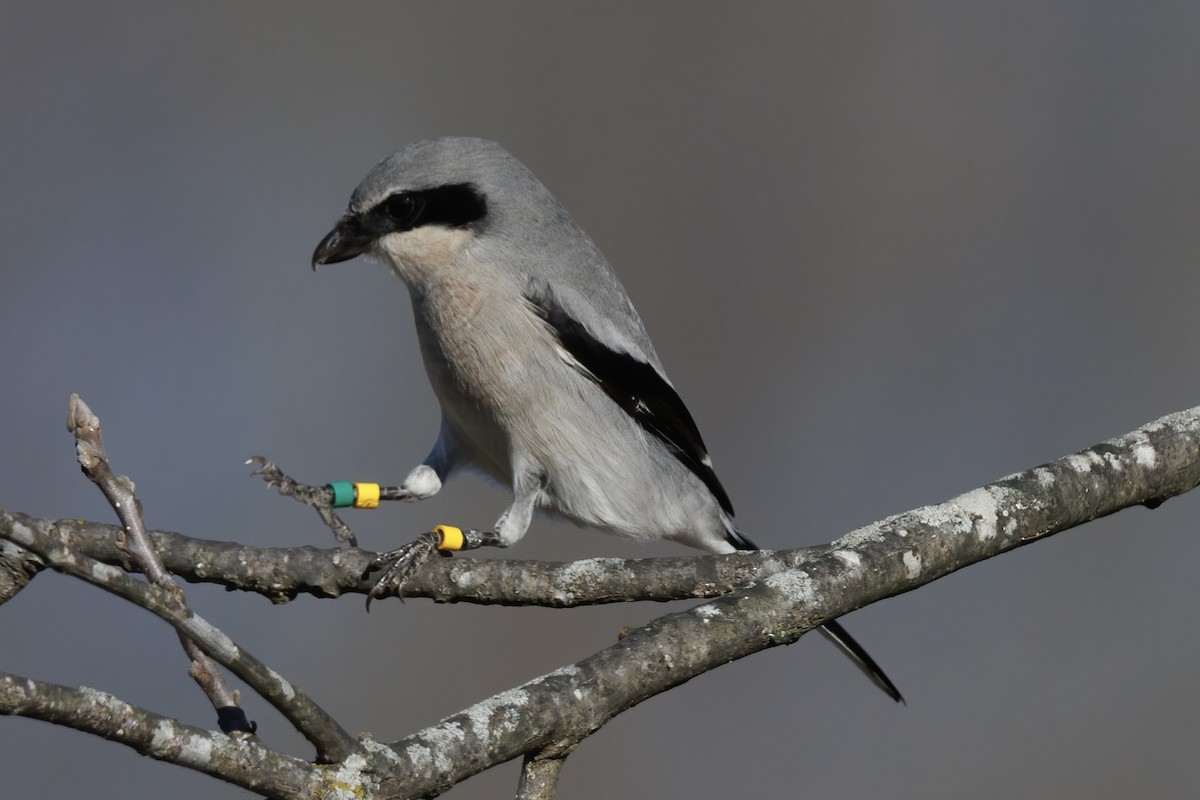 Loggerhead Shrike - ML646329360
