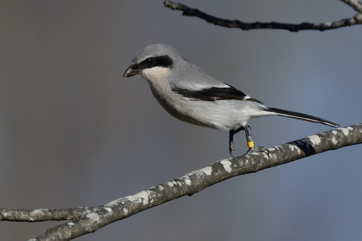 Loggerhead Shrike - ML646329361