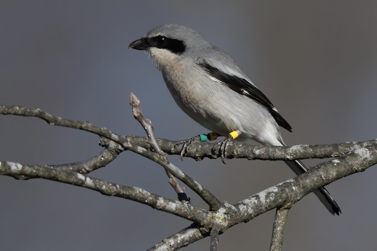 Loggerhead Shrike - ML646329362