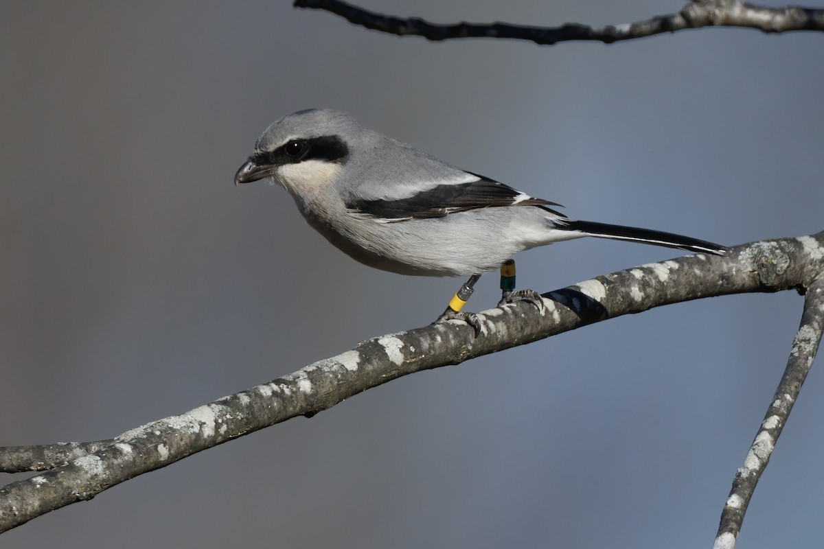 Loggerhead Shrike - ML646329363