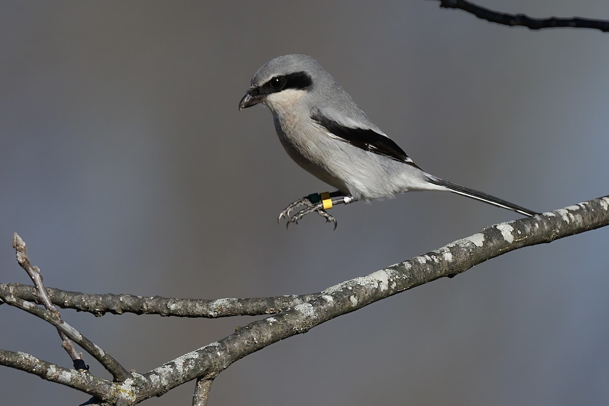 Loggerhead Shrike - ML646329364