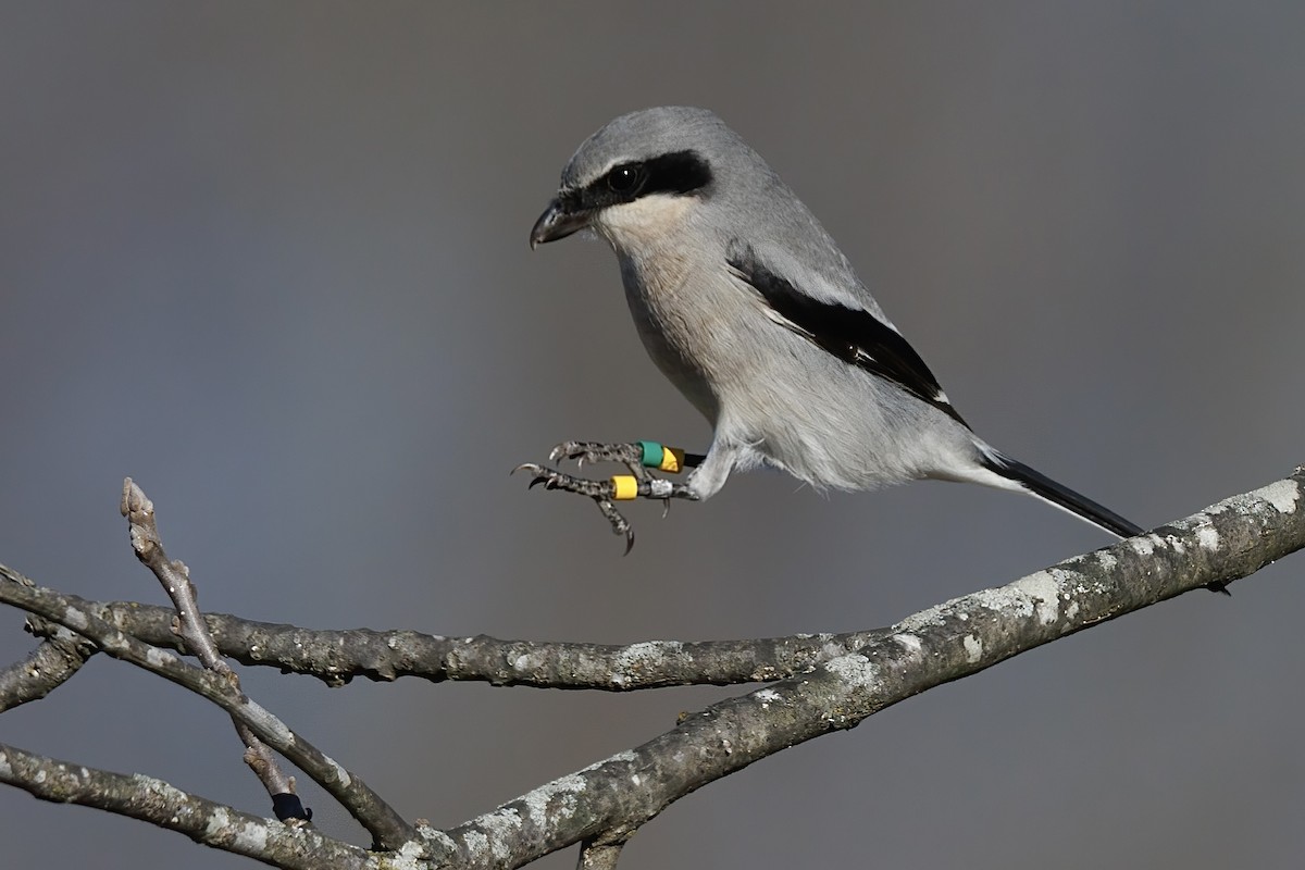 Loggerhead Shrike - ML646329365