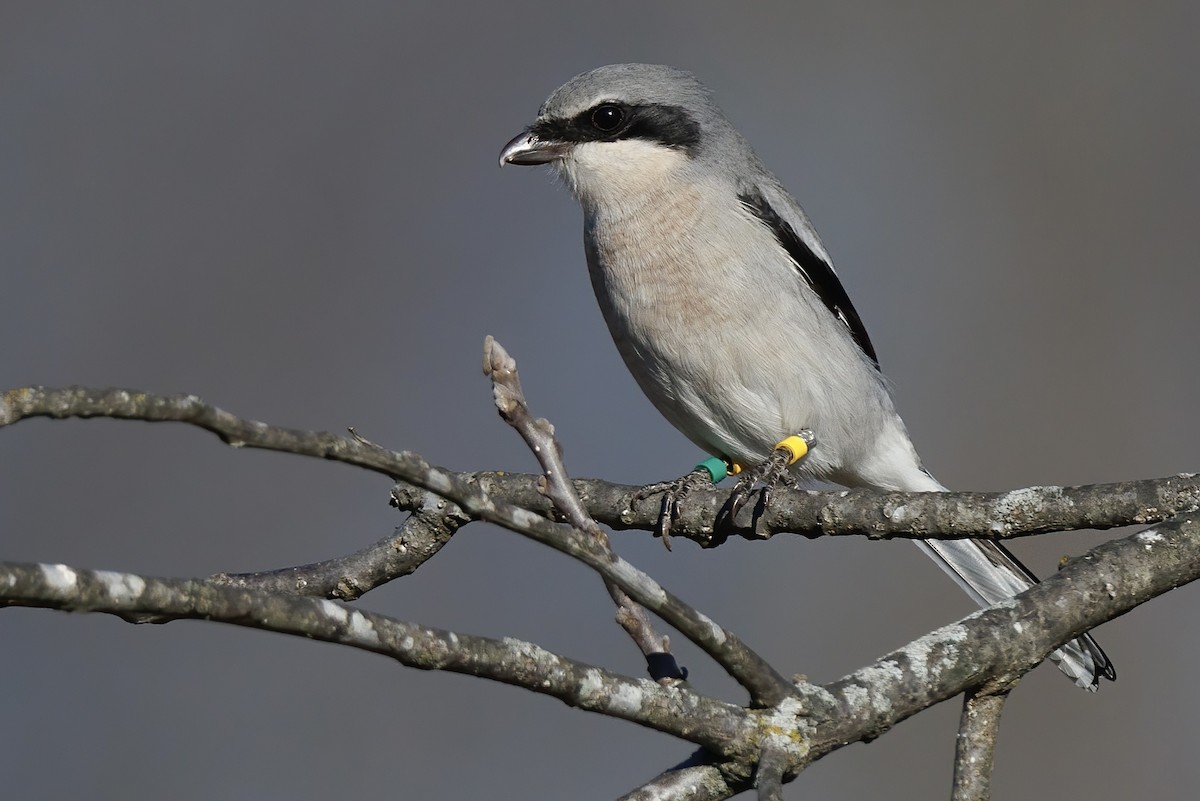 Loggerhead Shrike - ML646329366